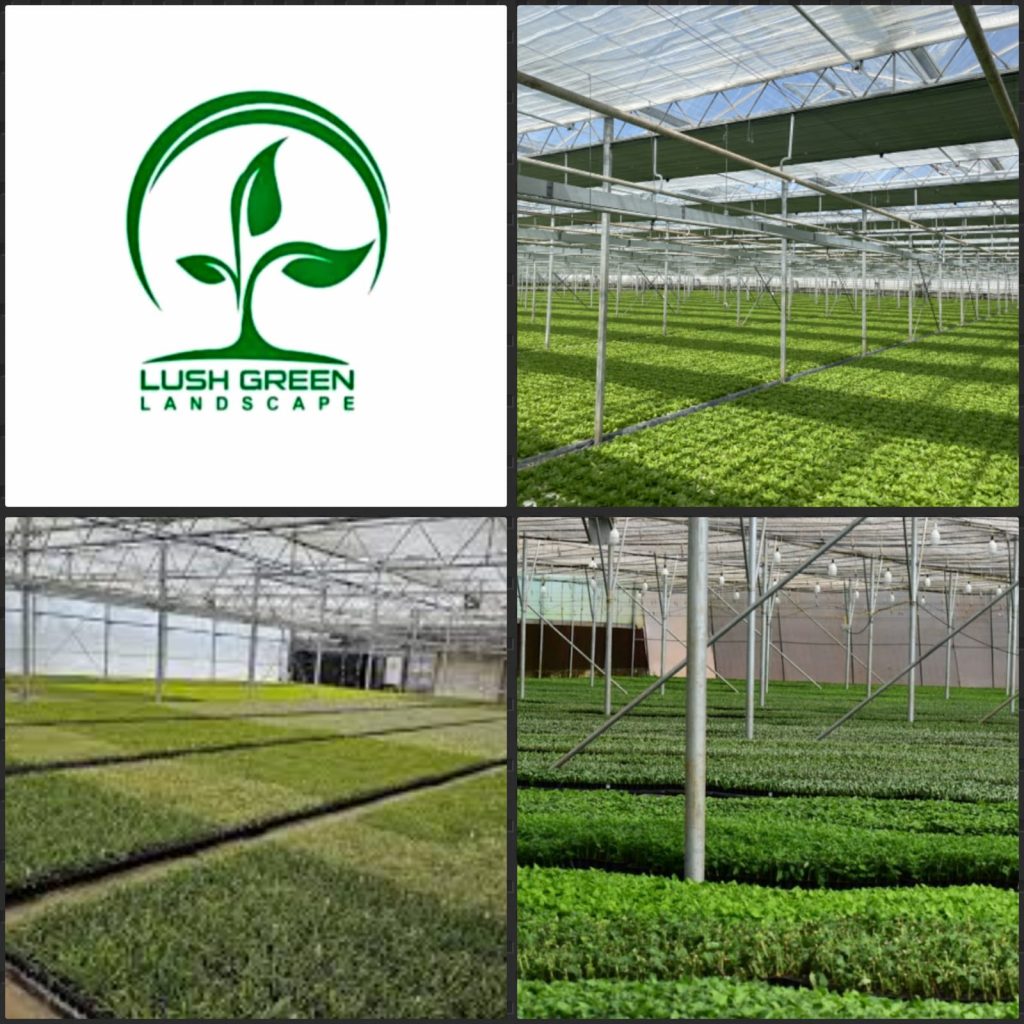 Young nursery stock at Lush Green nursery
