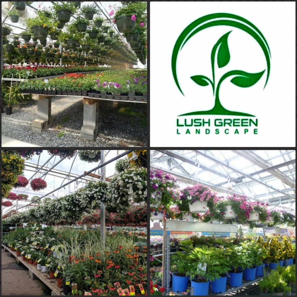 Hanging baskets & potted plants at Lush Green nursery