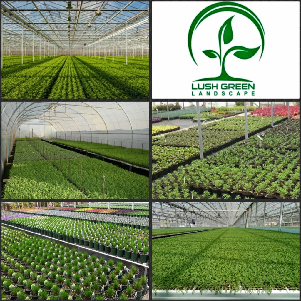 Young plants & propagation at Lush Green nursery