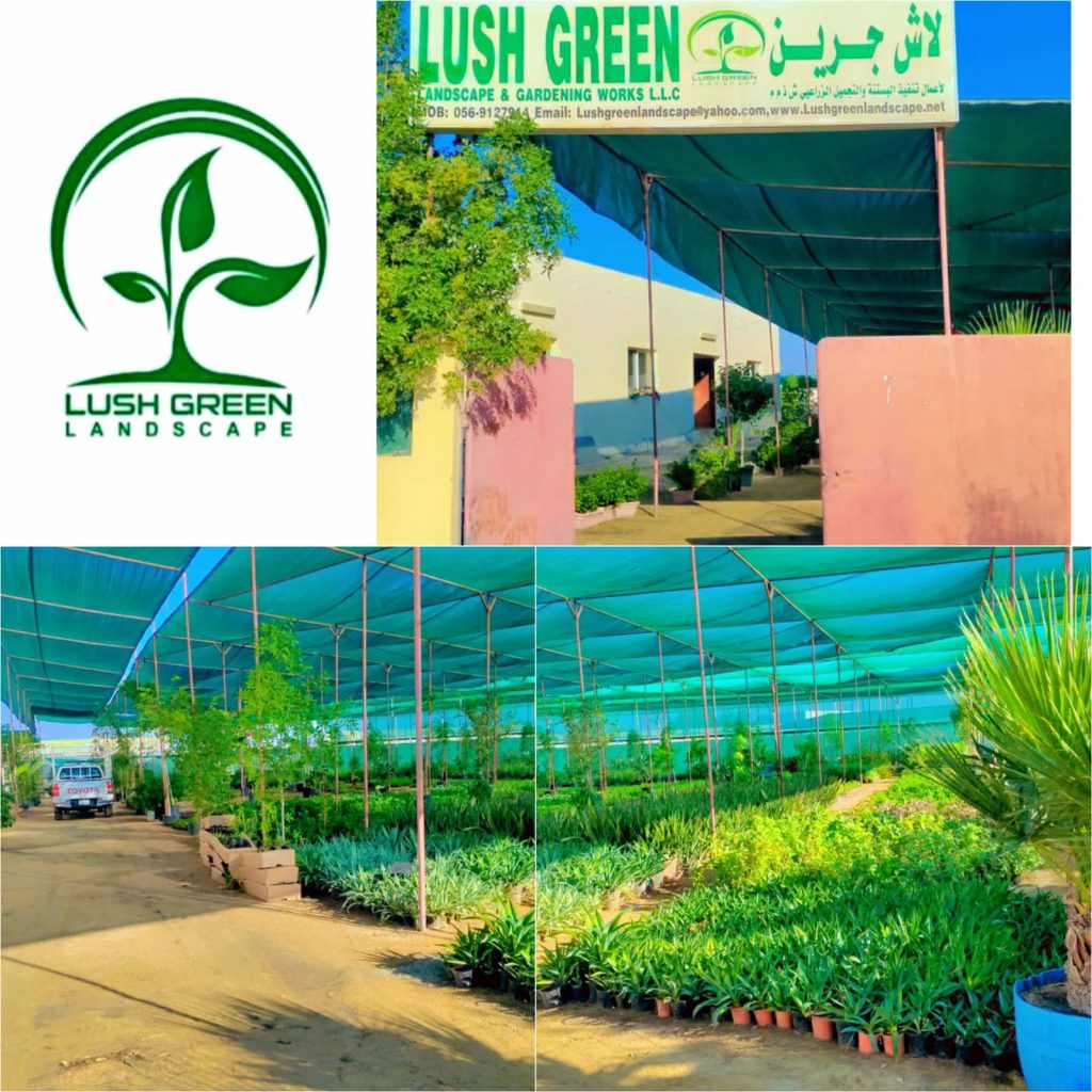 Nursery entrance & shaded stock at Lush Green nursery
