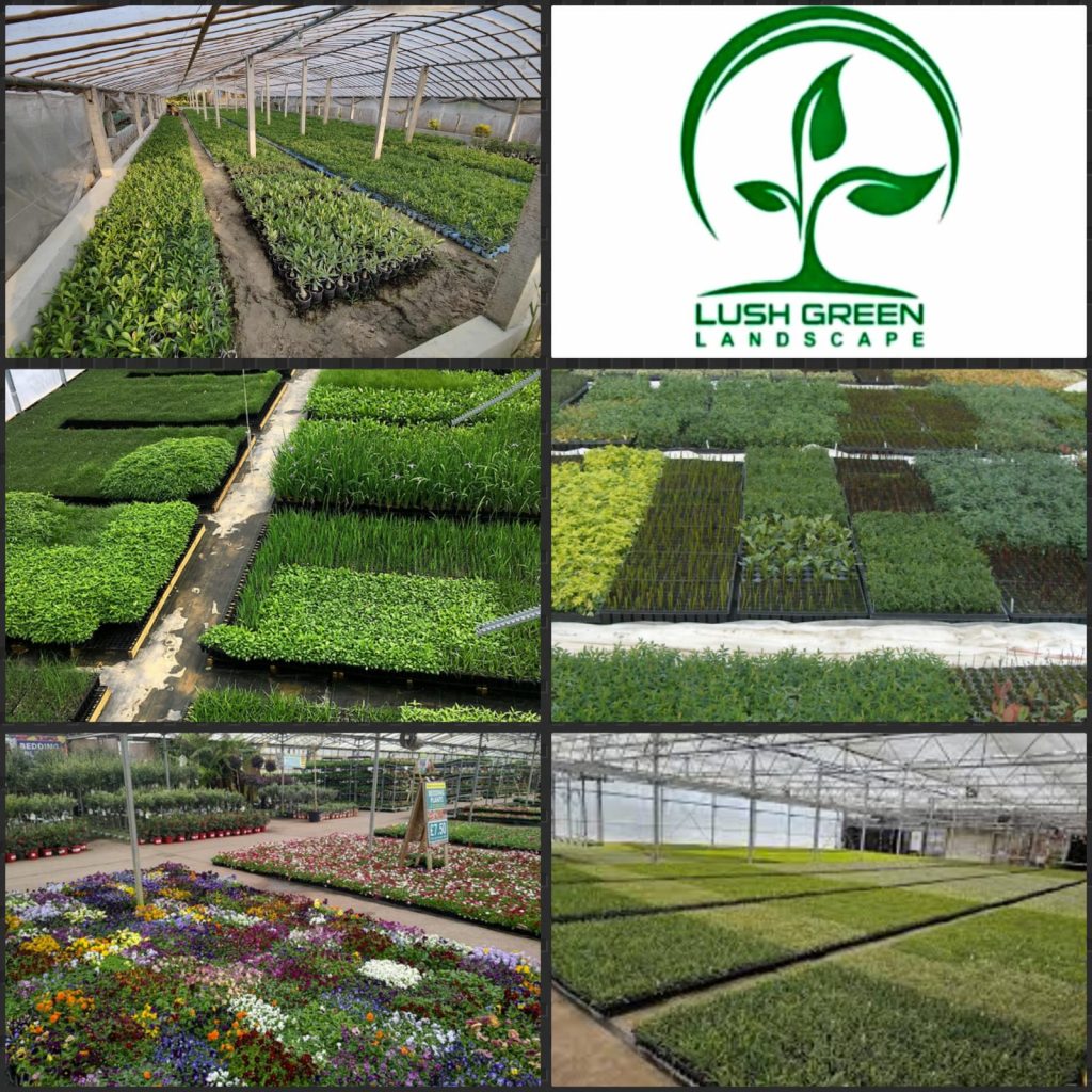 Seasonal plant collections at Lush Green nursery