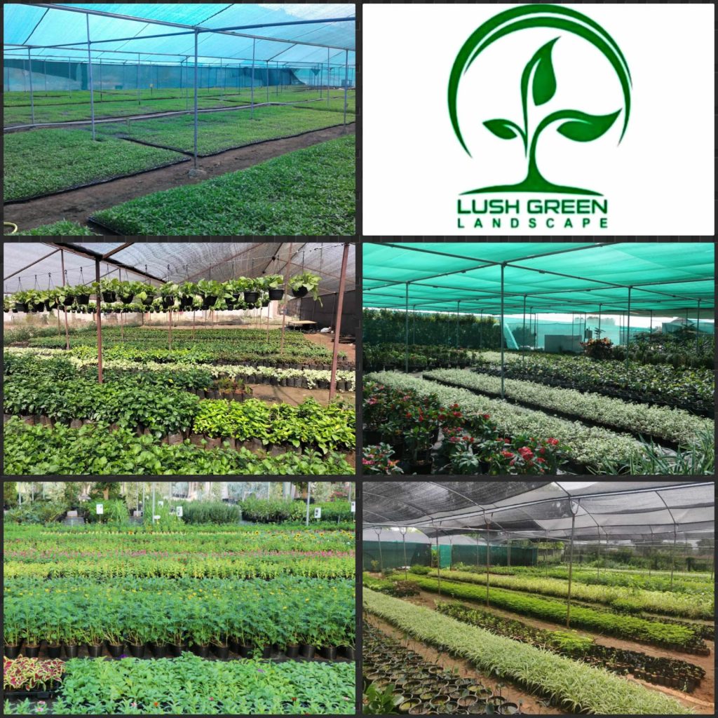 Nursery growing beds at Lush Green nursery