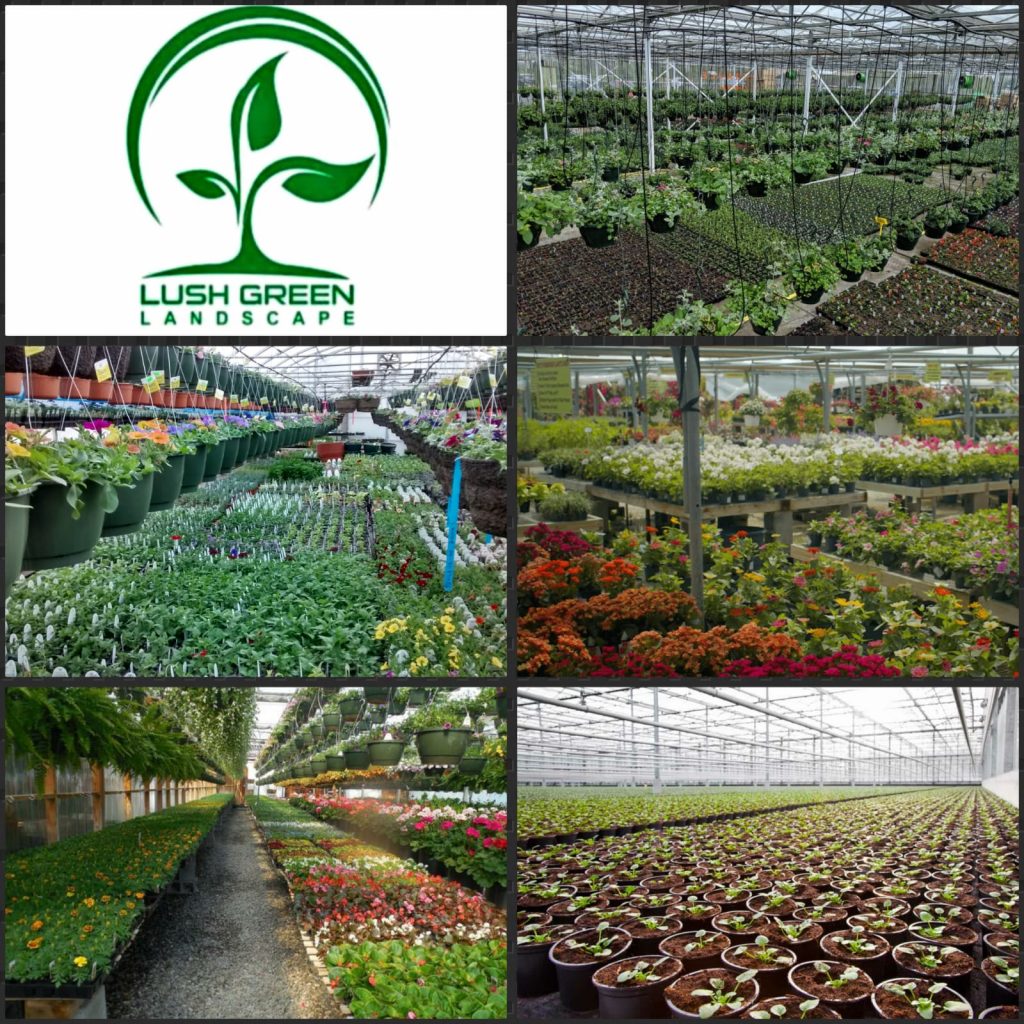 Potted plants & flower collections at Lush Green nursery