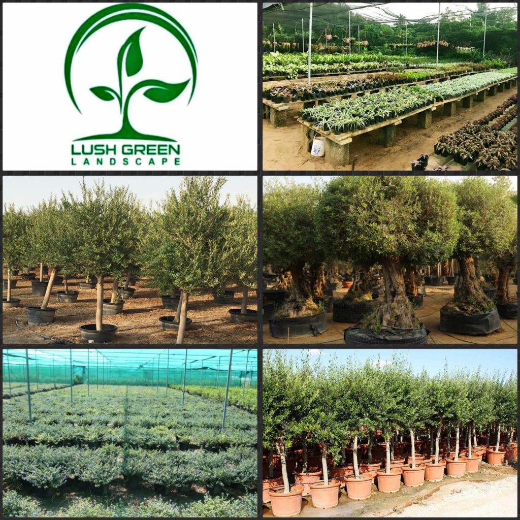 Trees & shrubs collection at Lush Green nursery