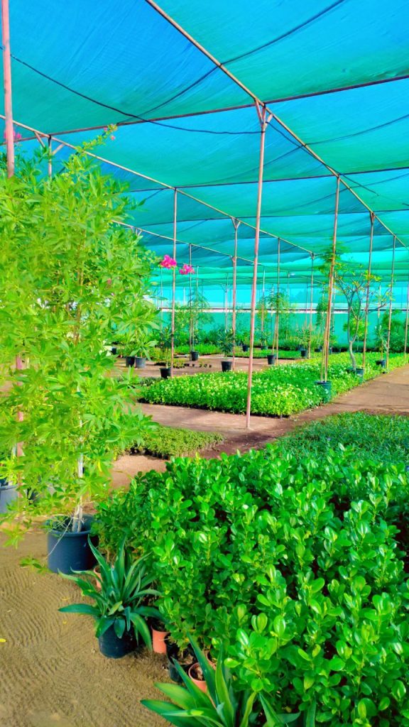 Shaded nursery plants at Lush Green nursery