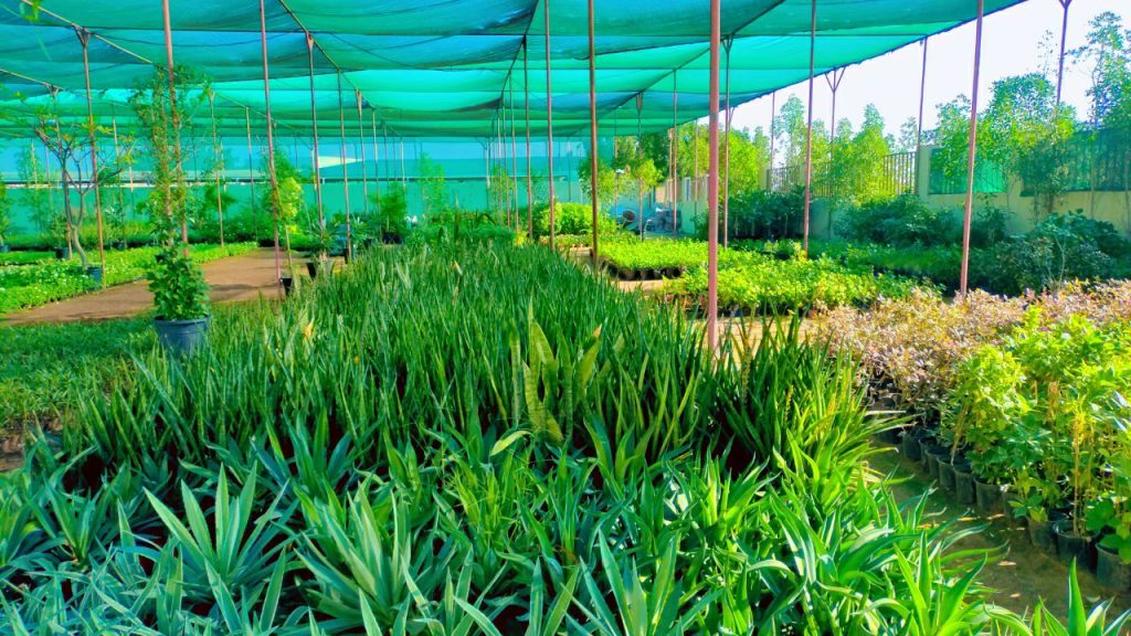 Mixed foliage plants at Lush Green nursery