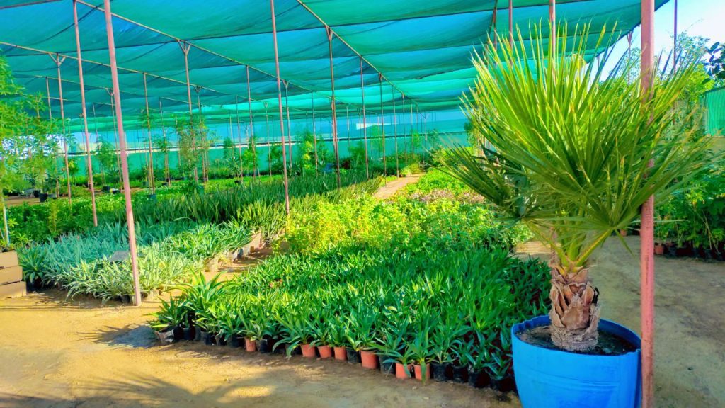 Tree & Palm Care, Removal & Relocation