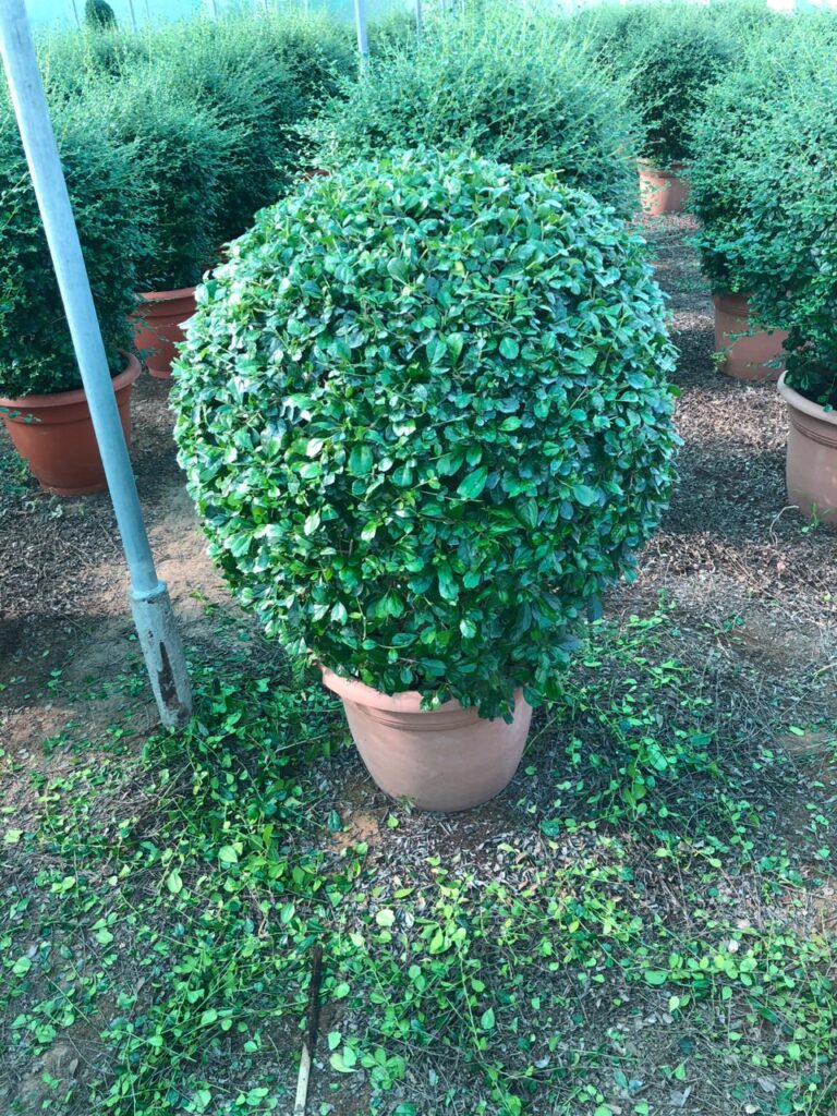 Rounded topiary shrub at Lush Green nursery