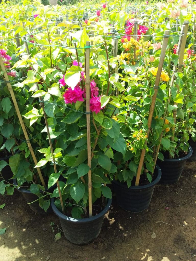 Pink flowering climbers at Lush Green nursery