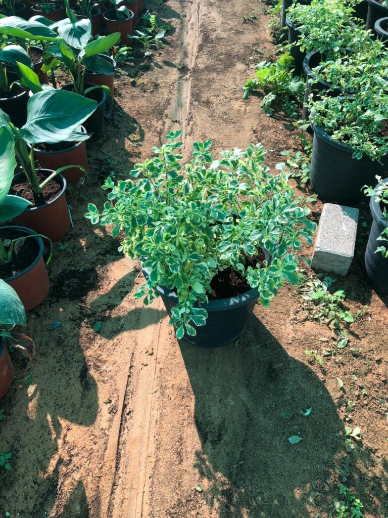 Compact potted shrubs at Lush Green nursery