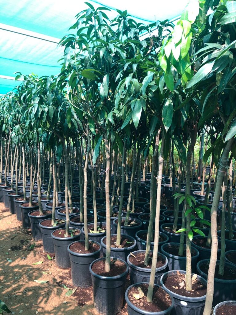 Standard ornamental trees at Lush Green nursery
