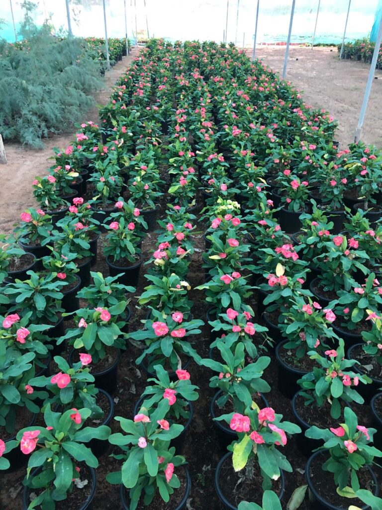 Flowering bedding plants at Lush Green nursery