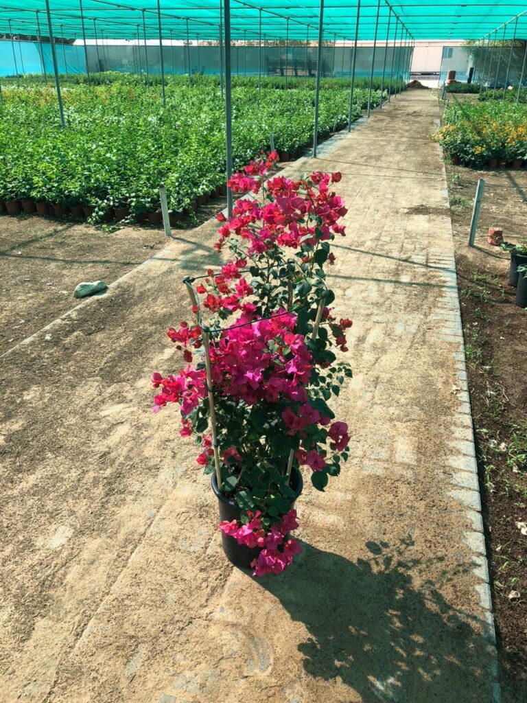 Red flowering plants at Lush Green nursery