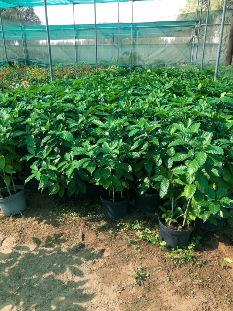 Glossy-leaved shrubs at Lush Green nursery