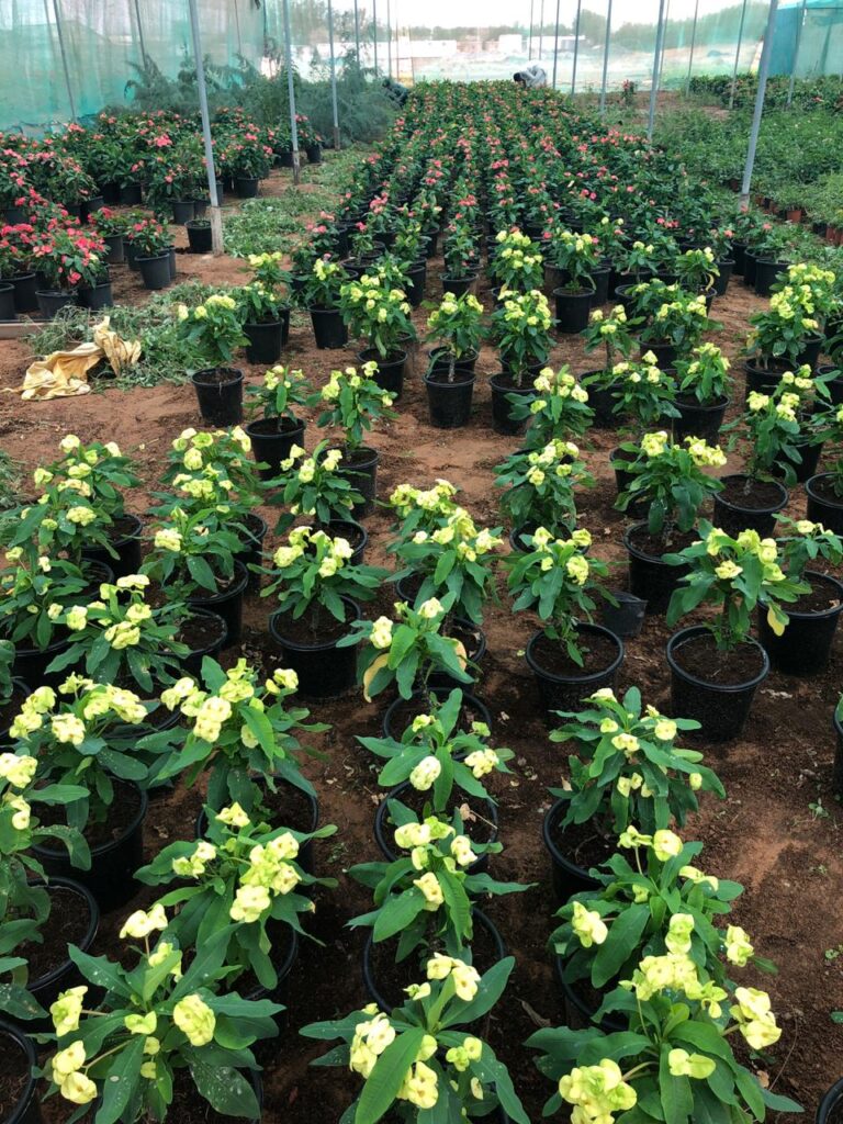 Indoor Landscaping & Plant Maintenance