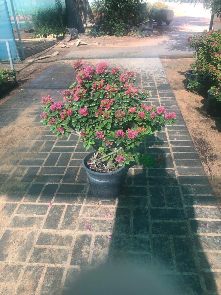 Flowering patio plants at Lush Green nursery