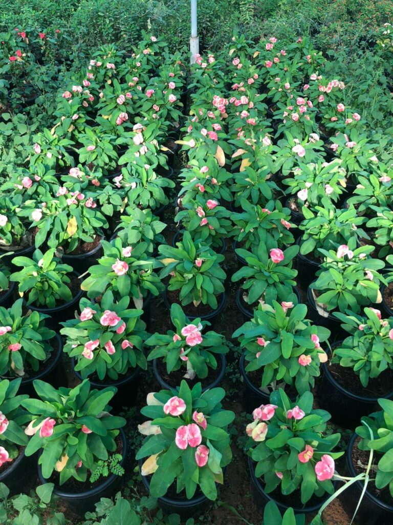 Pink flowering ground cover at Lush Green nursery