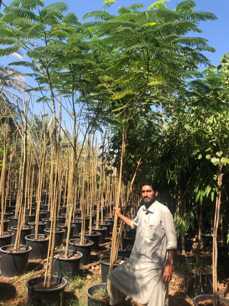 Young shade trees at Lush Green nursery
