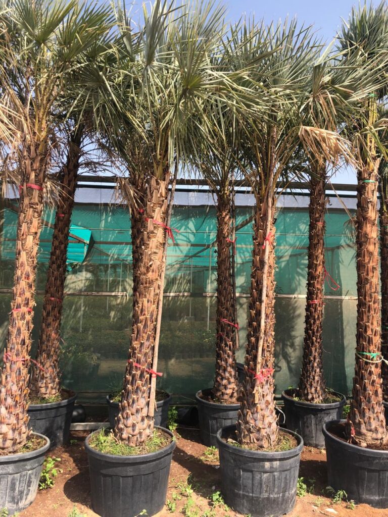 Palm, Tree & Soft Landscape Installation