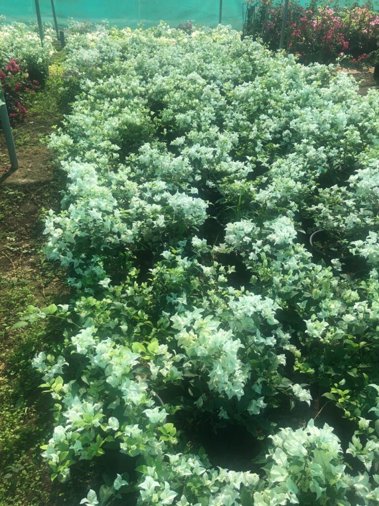 Dense green shrubs at Lush Green nursery