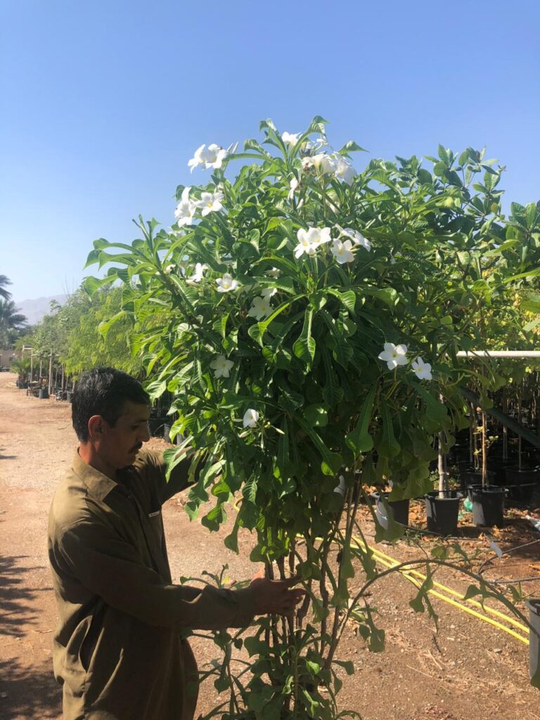 White flowering tree at Lush Green nursery