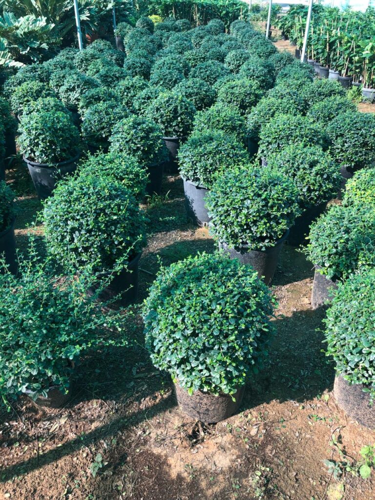 Clipped topiary collection at Lush Green nursery